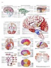 Lámina del Cerebro humano Lámina del Cerebro humano